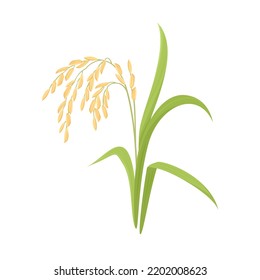 Rice plant isolated on white background. Vector illustration of paddy rice ear with leaf in cartoon style.