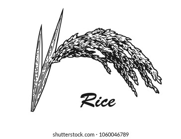 Rice plant with leaves and grains. Hand drawn realistic vector illustration of rice plant isolated on white background.