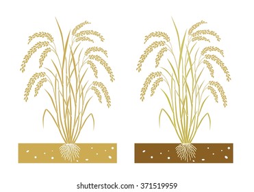 rice plant with  leaves and seeds