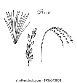 Rice, Plant Leaves And Spikelets, Vector Doodle Illustration, Hand Drawing, Sketch