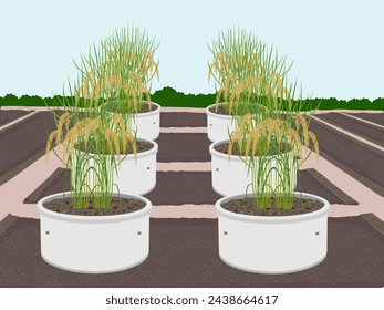 rice plant on a white background. vector