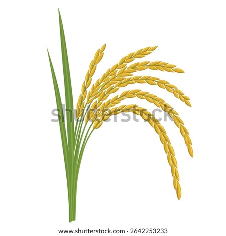 rice plant on a white background. Vector eps 10
