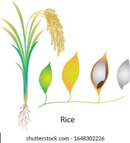 Rice plant , Oryza sativa tree - Vector