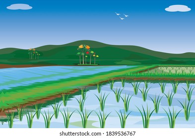 rice plant in paddy field vector design