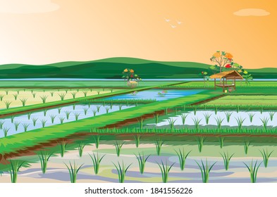 rice plant in paddy field vector design