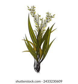 rice plant pattern background vector illustration