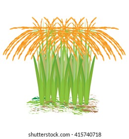 rice plant vector design