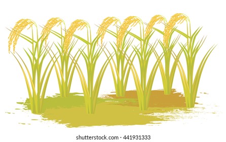 rice plant vector design