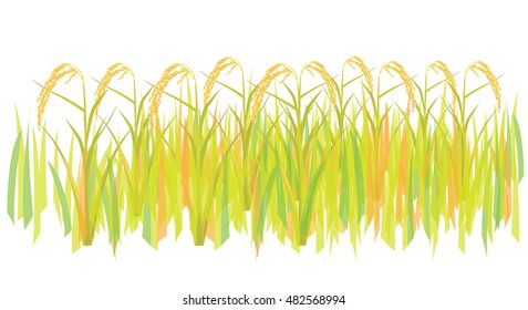 Rice plant vector design