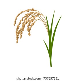 Rice plant. Vector illustration isolated on a white background