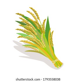Rice plant  vector on white background  