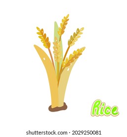 Vector de planta de arroz sobre fondo blanco.  