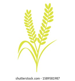 
Rice plant with a white background