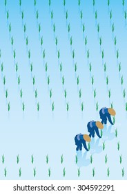 rice planting