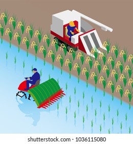 Rice planting and rice reaping