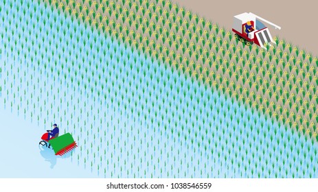 Rice planting and rice reaping