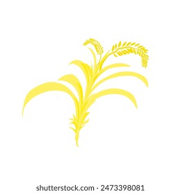 Rice plants bearing ripe and yellowing fruit without background