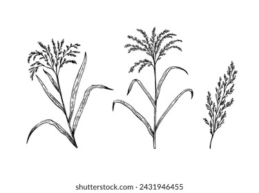 Plantas de arroz y orejas. Ilustración vectorial de boceto en blanco y negro.
