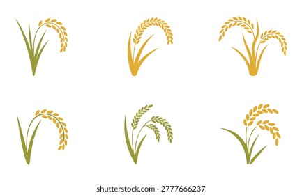 Rice plants and ears in various stages of growth and color isolated on white background
