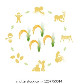 Ciclo de producción de arroz