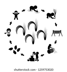 Rice production cycle
