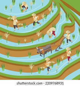 Rice production isometric composition with outdoor view of paddy field with gathering workers bulls and plows vector illustration