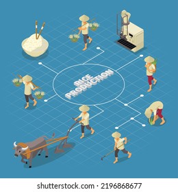 Rice production isometric flowchart composition with set of isolated human characters with tools and bull plow vector illustration