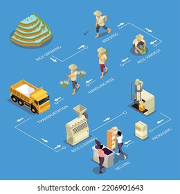 Rice production isometric set with isolated images of growing weeding handling transportation cleaning packaging and selling vector illustration