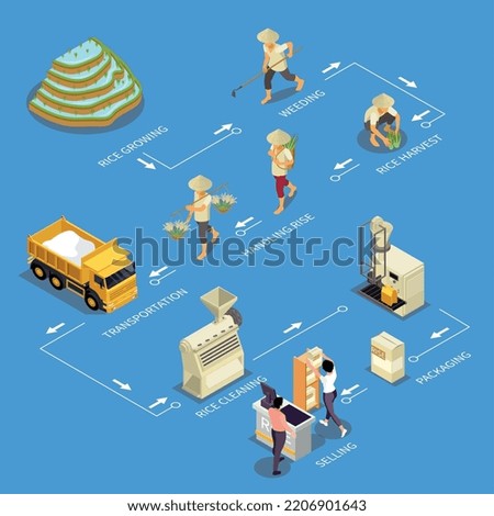 Rice production isometric set with isolated images of growing weeding handling transportation cleaning packaging and selling vector illustration