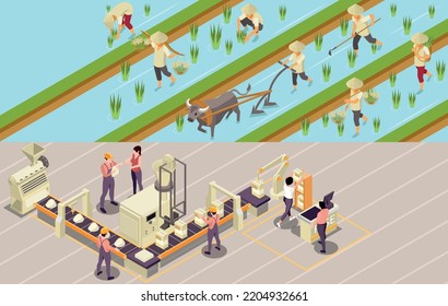 Rice production isometric set of two horizontal compositions with views of plantation works and industrial line vector illustration