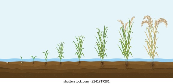 Rice products flat composition with set of images showing plant growth from sprout to tall bush vector illustration