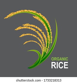 Rice Realistic Vector Background Template.