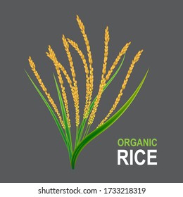 Rice Realistic Vector Background Template.