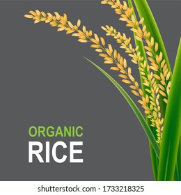 Rice Realistic Vector Background Template.