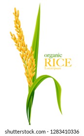 Rice realistic vector illustration