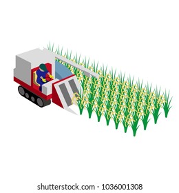 Rice reaping work in autumn