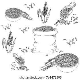 rice seed drawing ,jasmine rice