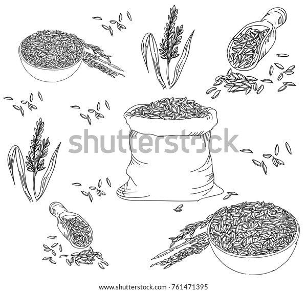 Rice Seed Drawing Jasmine Rice Stock Vector (Royalty Free) 761471395