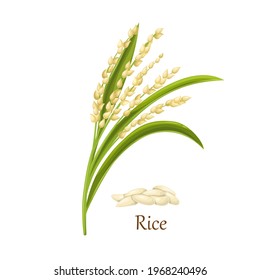 Rice seed of the grass Oryza sativa (Asian rice) or Oryza glaberrima, agricultural plant vector illustration. Heap of rice grains seeds.