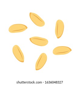 Rice seed. rice seed on white background. 