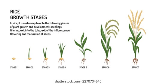 Semillas de arroz. Las plantas brotan. Cultivo de alimentos. Germinación de jardines. Crecimiento de la agricultura natural. De la semilla al arrozal. Ciclo de vida de los cereales. Afiche de las fases de crecimiento. Ilustración de vectores