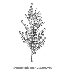 Rice set. Plant of rice and rice field hand drawn vector illustration in sketch style