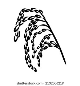 Rice set. Plant of rice and rice field hand drawn vector illustration in sketch style
