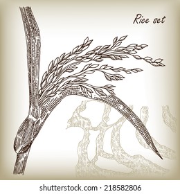 Rice set. Plant of rice and rice field hand drawn vector illustration in sketch style