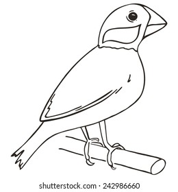 Rice sparrow. Vector bird isolated on the white background.