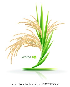 Rice. Spikelet of rice on a white background. Vector illustration. Eps 10.