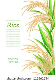 Rice. Spikelet of rice on a white background. Vector illustration. Eps 10.