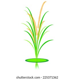 Rice. Spikelet of rice on a white background. Vector illustration. Eps 10.