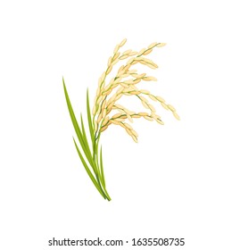 Rice spikes, stem with leaves. Vector illustration cartoon flat icon isolated on white.