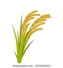Rice spikes, stem with leaves, vector illustration, realistic design isolated on white background